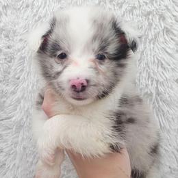 Maverick - Blue merle and white male Shetland Sheepdog puppy in Central City, Kentucky from Hope's Heart Shelties