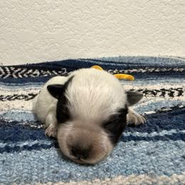 Maximus - Blue male Australian Cattle Dog puppy in Marana, Arizona from Cactus Heelers Arizona