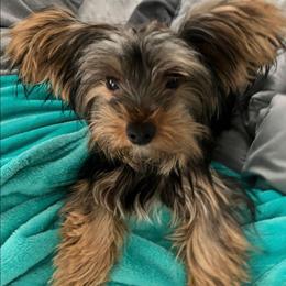BROOKE - Yorkshire Terrier