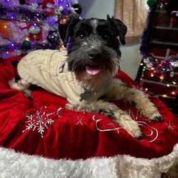 Tony - Miniature Schnauzer