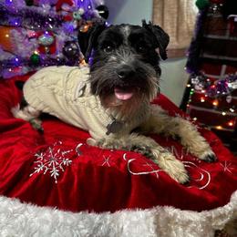 Tony - Miniature Schnauzer