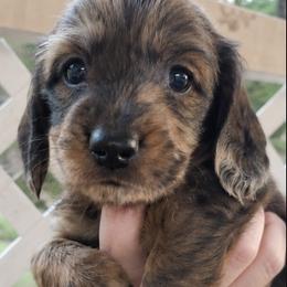 Arthur - Chocolate and tan male Dachshund puppy in Aiken, South Carolina from Ming's Mongols