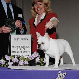 French Bulldogs from Bullistik® Knl