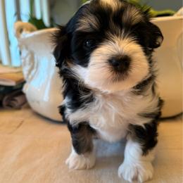 Wesley - Black and white male Havanese puppy in Apopka, Florida from Dunhill Havanese