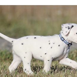 Boy 2 - Dalmatian puppy in Cottage Grove, Oregon from Hidden Hills Dalmatians