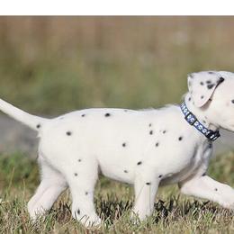 Boy 2 - Dalmatian puppy in Cottage Grove, Oregon from Hidden Hills Dalmatians
