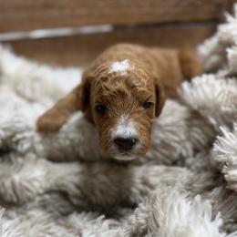 Tecova - Red  male Poodle puppy in Ault, Colorado from The Peaks Premium Poodles