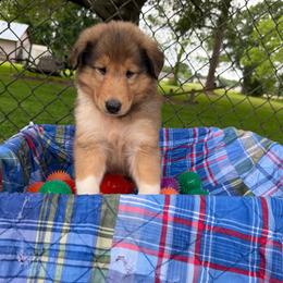 Emerald - Sable and white male Collie puppy in Carencro, Louisiana from Cajun Bayou's Collies LLC
