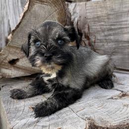 Justice - Salt and pepper female Miniature Schnauzer puppy in Silver Creek, Mississippi from Mamie’s Minis, LLC