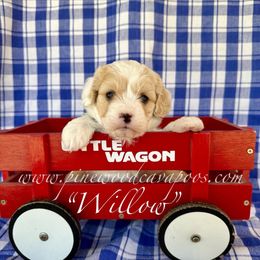 Willow - Blenheim female Cavapoo puppy in Spokane, Washington from Pinewood Cavapoos