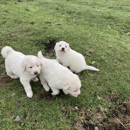 Australian Shepherd and Maremma Sheepdog Puppies from Wild R Australian Shepherds