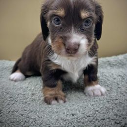 Chloe - Chocolate and tan female Dachshund puppy in Hendersonville, North Carolina from Kim's Cove Dog Co.