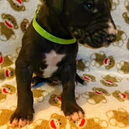 Great Dane Puppies from P&C Mountain Danes of CO