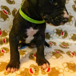 Great Dane Puppies from P&C Mountain Danes of CO