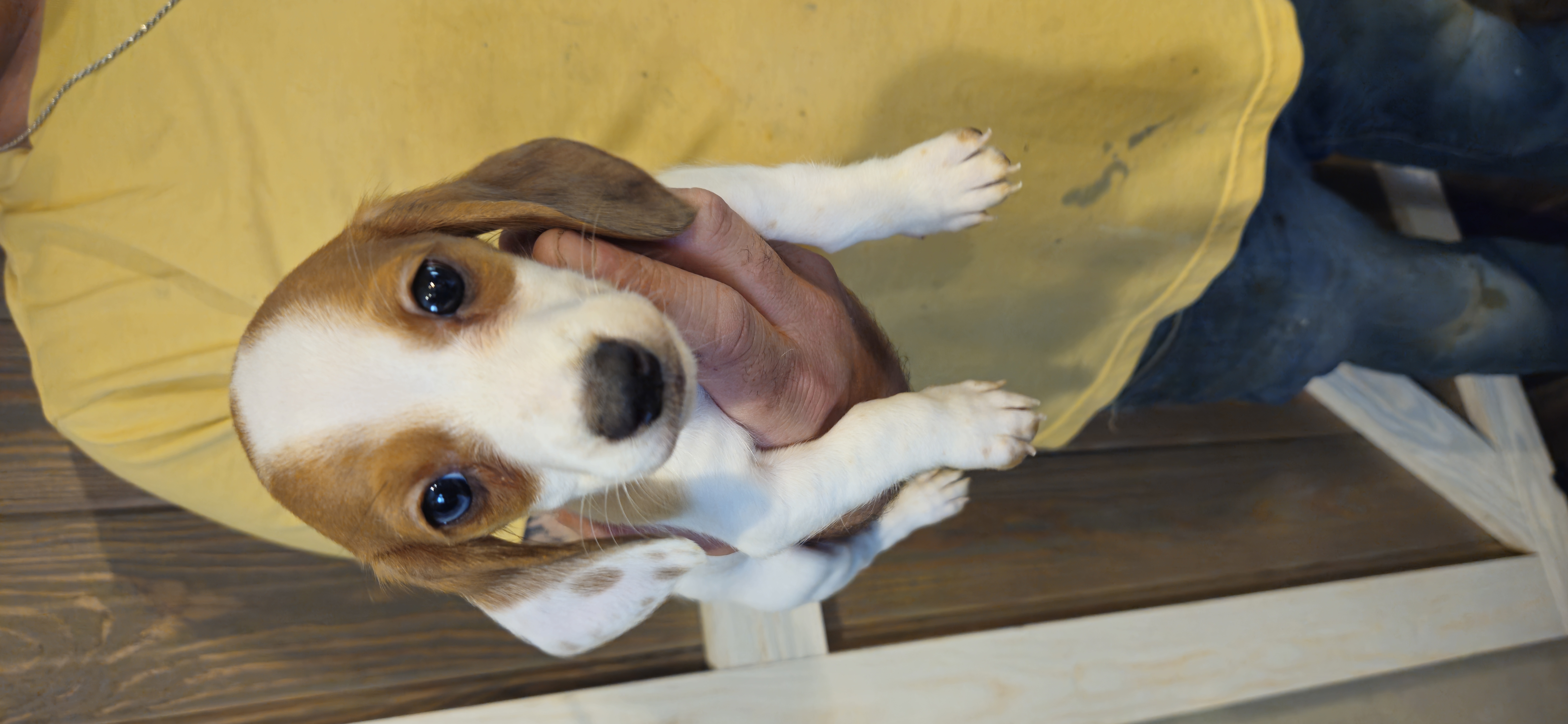 Dachshund Puppies from Wilson's Kennels