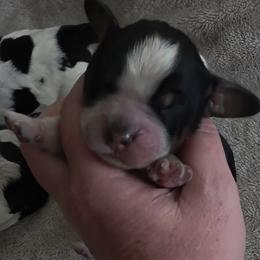 Rascal - Tri-Roan male English Springer Spaniel puppy in Florida from Thunderbird Springers