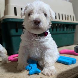 AKC white girl 2 (brite pink collar) - White female Miniature Schnauzer puppy in Greencastle, Indiana from Tiny Tushy Lodge