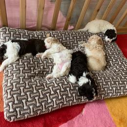 Lagotto Romagnolo Puppies from Riverside Lagottos