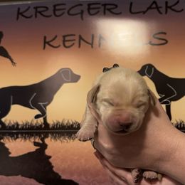 1st Pick Male - Labrador Retriever puppy in Moses Lake, Washington from Kreger Lake Kennels