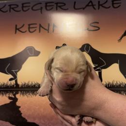 1st Pick Male - Labrador Retriever puppy in Moses Lake, Washington from Kreger Lake Kennels