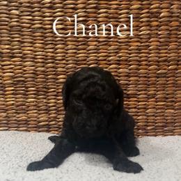 Girl 2- Chanel - Black female Poodle puppy in St Augustine, Florida from St. Augustine Poodles