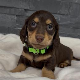 Fritz - Chocolate and tan male Dachshund puppy in Goodyear, Arizona from AZ Royal Doxies llc