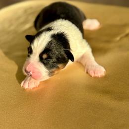 Pumpkin - Black tri-color female Australian Shepherd puppy in Beaverdam, Virginia from Cimmarun Farm Aussies