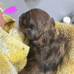 Dachshund Puppies from Witchy Woman’s Wiener’s
