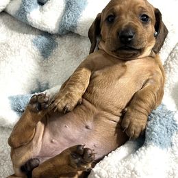 Dachshund Puppies from Dachshund world