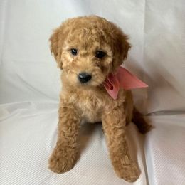 Goldendoodle Puppies from OnlyGoldendoodles