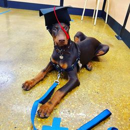 Doberman Pinscher Puppies from Franklin Dobermans