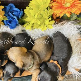 Dachshunds and Poodles from Southbound Kennel