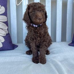 Ellie - Chocolate Goldendoodle puppy in Miami, Florida from Kalidoodlee