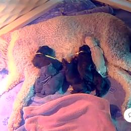 Poodle Puppies from Royal Dixie Poodles
