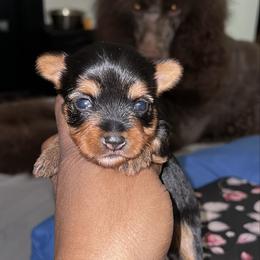 Jasper (Brown collar) - Blue and gold male Yorkshire Terrier puppy in Dearborn Heights, Michigan from Taste Of Flavor LLC