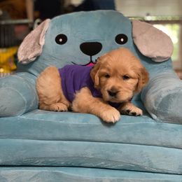 Purple - Dark golden Golden Retriever puppy in Gainesville, Florida from Heart and Soul Dog Breeding, Inc.