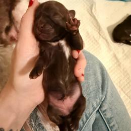 Girl 1 - Liver female Shih Tzu puppy in Ocean Springs, Mississippi from Wood Foo Breeders