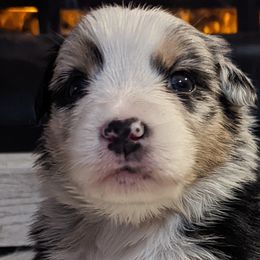 Boy 3 - Australian Shepherd puppy in Rockford, Illinois from Andover Aussies