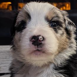 Boy 3 - Australian Shepherd puppy in Rockford, Illinois from Andover Aussies
