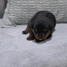 Black collar male - Black and mahogany male Rottweiler puppy in San Antonio, Texas from VHWilliamsRottweilers