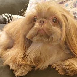 Shih Tzu All Grown Up from ShihTzuCt