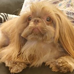 Shih Tzu All Grown Up from ShihTzuCt