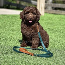 Australian Labradoodle, Cavapoo, and Goldendoodle Puppies from Deer Creek Labradoodles