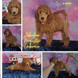 Poodle Puppies from Moyen Majestic Embrace