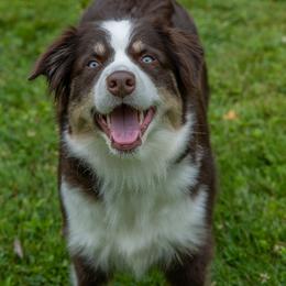 River - Australian Shepherd