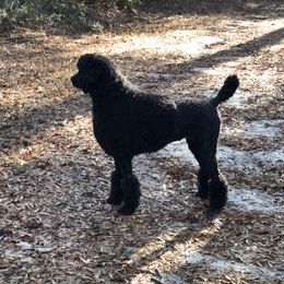 Marlee - Poodle