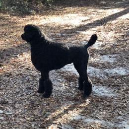 Marlee - Poodle