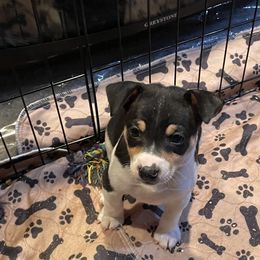 Rat Terrier Puppies from Jaynie Cavin