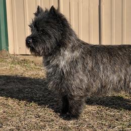 Cletus - Cairn Terrier