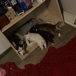 Pomsky Puppies from Prairie Paddock Pomskies
